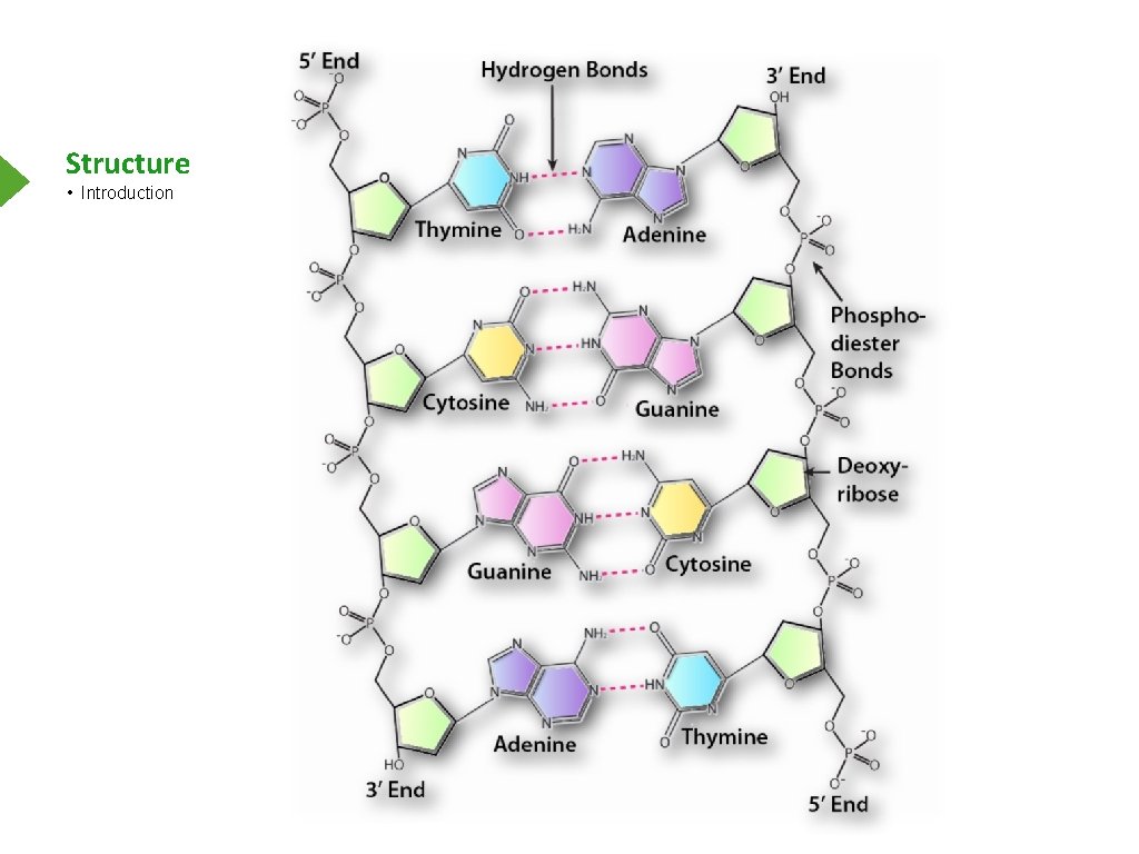 Structure • Introduction 