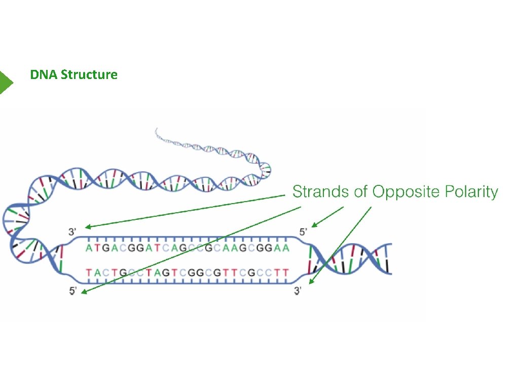 DNA Structure 