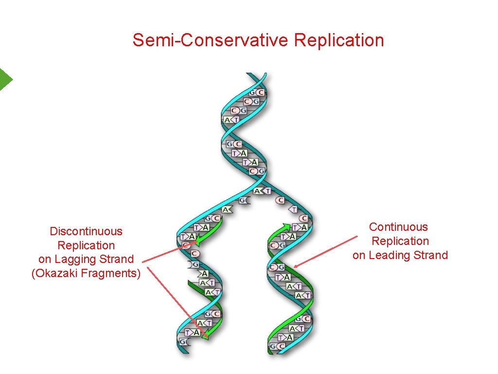 Semi-Conservative Replication Discontinuous Replication on Lagging Strand (Okazaki Fragments) Continuous Replication on Leading Strand