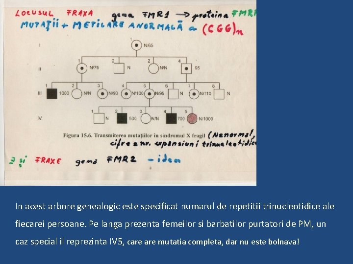 In acest arbore genealogic este specificat numarul de repetitii trinucleotidice ale fiecarei persoane. Pe