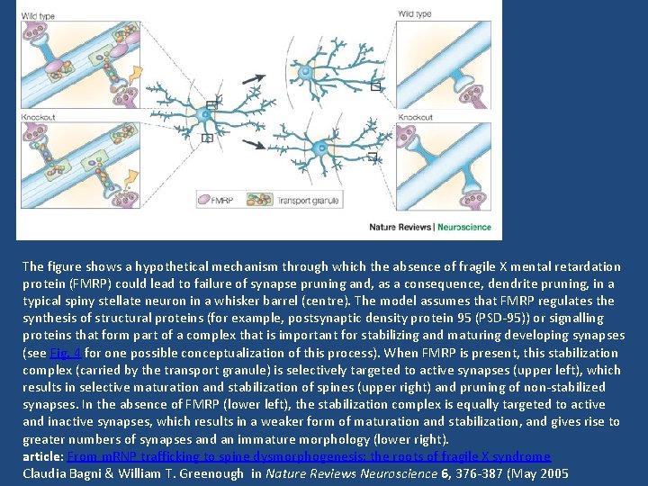 The figure shows a hypothetical mechanism through which the absence of fragile X mental