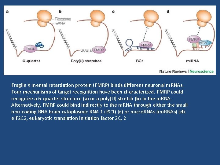 Fragile X mental retardation protein (FMRP) binds different neuronal m. RNAs. Four mechanisms of