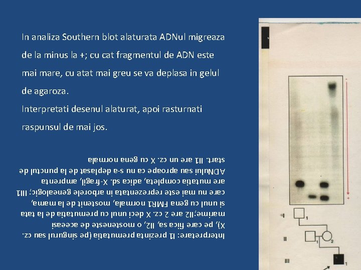 Interpretare: I 1 prezinta premutatia (pe singurul sau cz. X), pe care fiica sa,