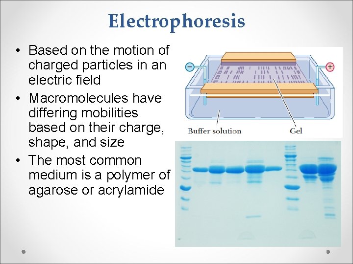 Electrophoresis • Based on the motion of charged particles in an electric field •