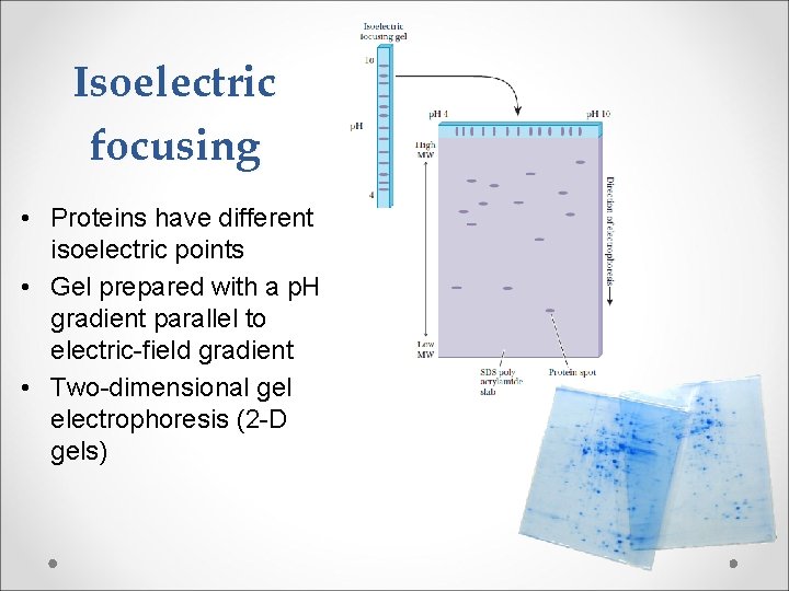 Isoelectric focusing • Proteins have different isoelectric points • Gel prepared with a p.