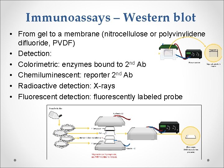 Immunoassays – Western blot • From gel to a membrane (nitrocellulose or polyvinylidene difluoride,