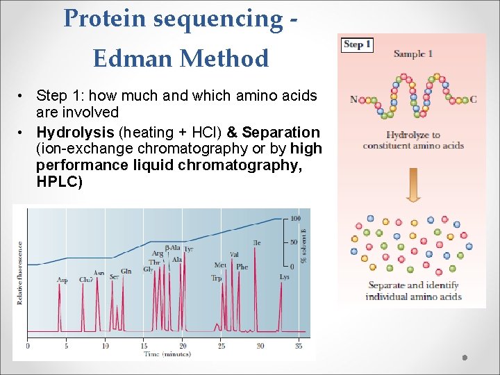 Protein sequencing Edman Method • Step 1: how much and which amino acids are