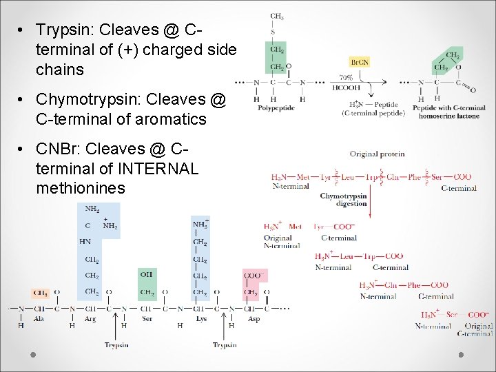  • Trypsin: Cleaves @ Cterminal of (+) charged side chains • Chymotrypsin: Cleaves