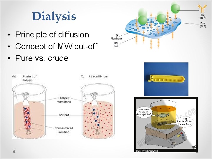 Dialysis • Principle of diffusion • Concept of MW cut-off • Pure vs. crude