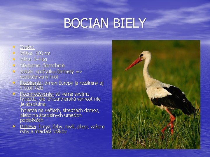 BOCIAN BIELY • • Znaky: Výška: 100 cm Váha: 3 -4 kg Sfarbenie: čiernobiele