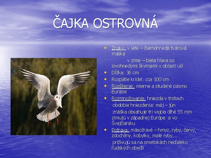 ČAJKA OSTROVNÁ • Znaky: v lete – čiernohnedá tvárová maska • • • v