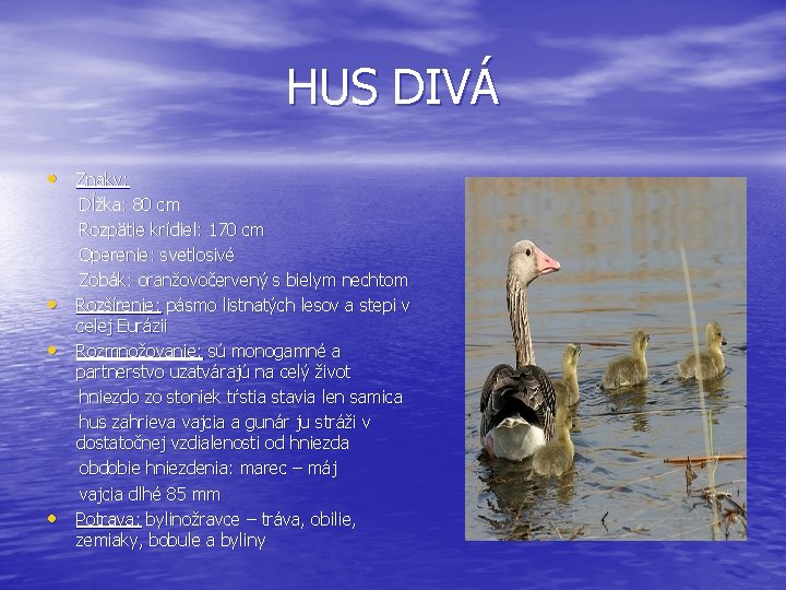 HUS DIVÁ • Znaky: • • • Dĺžka: 80 cm Rozpätie krídiel: 170 cm