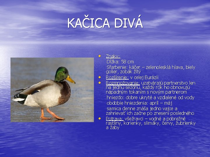 KAČICA DIVÁ • Znaky: • • • Dĺžka: 58 cm Sfarbenie: káčer – zelenolesklá