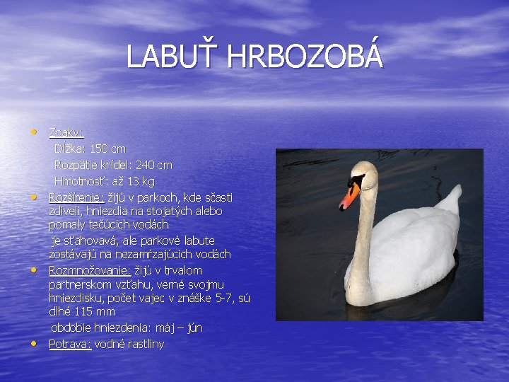 LABUŤ HRBOZOBÁ • Znaky: • • • Dĺžka: 150 cm Rozpätie krídel: 240 cm