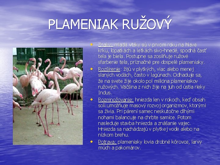 PLAMENIAK RUŽOVÝ • Znaky: mladé vtáky sú v prvom roku na hlave • •