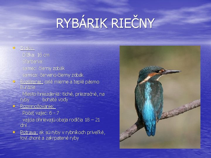 RYBÁRIK RIEČNY • Znaky: • • • Dĺžka: 16 cm Sfarbenie: samec: čierny zobák