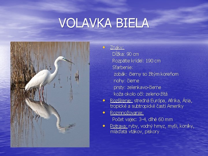 VOLAVKA BIELA • Znaky: • • • Dĺžka: 90 cm Rozpätie krídel: 190 cm