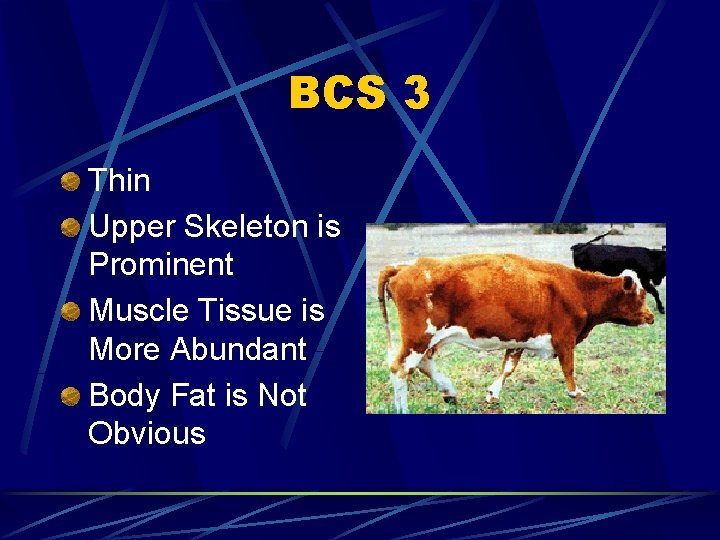 BCS 3 Thin Upper Skeleton is Prominent Muscle Tissue is More Abundant Body Fat