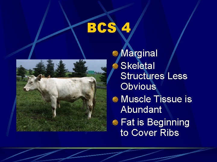 BCS 4 Marginal Skeletal Structures Less Obvious Muscle Tissue is Abundant Fat is Beginning