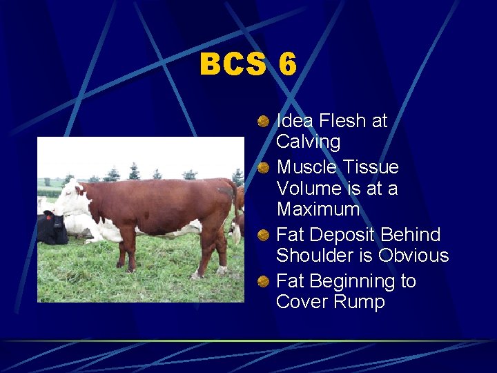 BCS 6 Idea Flesh at Calving Muscle Tissue Volume is at a Maximum Fat