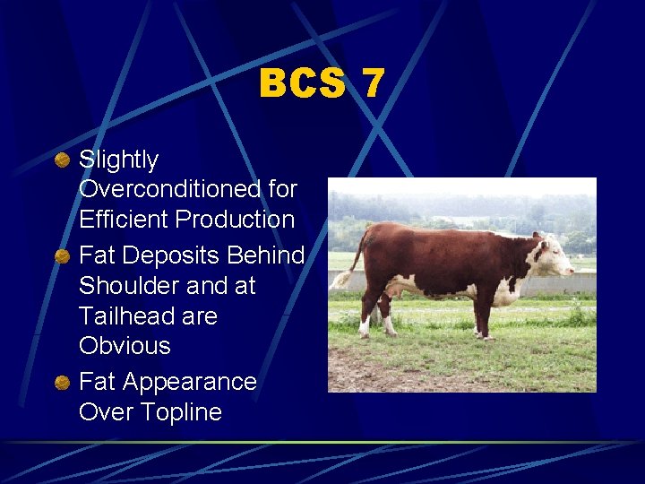 BCS 7 Slightly Overconditioned for Efficient Production Fat Deposits Behind Shoulder and at Tailhead
