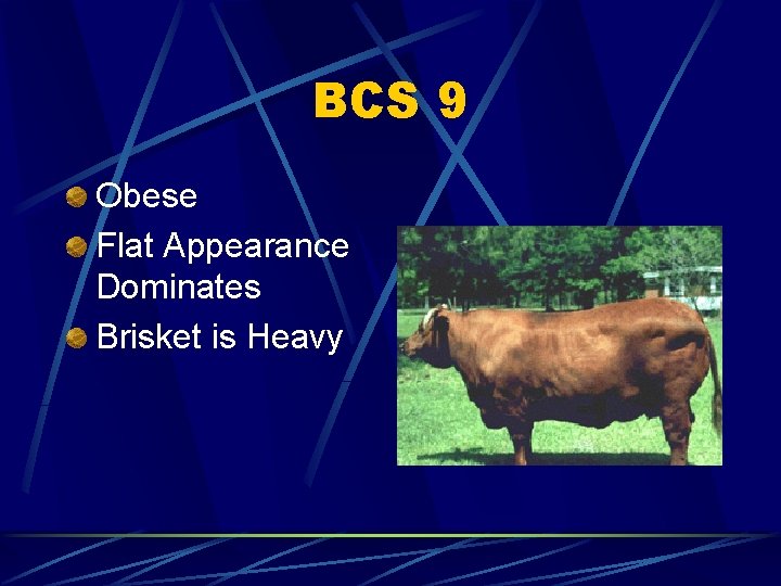 BCS 9 Obese Flat Appearance Dominates Brisket is Heavy 