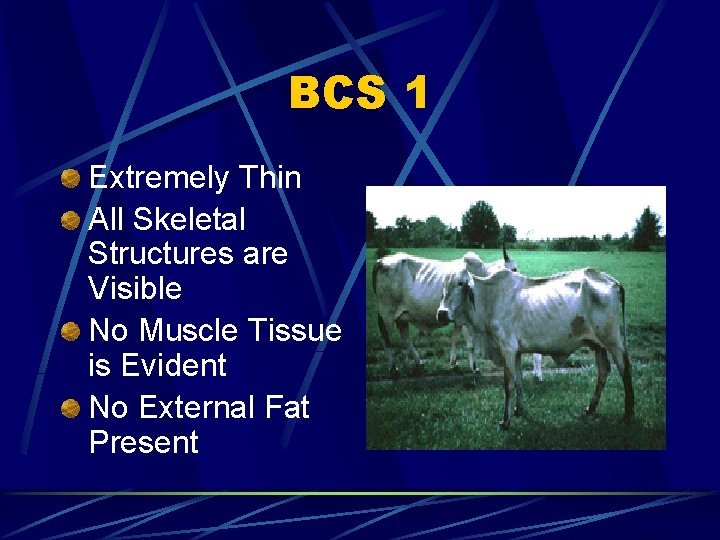 BCS 1 Extremely Thin All Skeletal Structures are Visible No Muscle Tissue is Evident