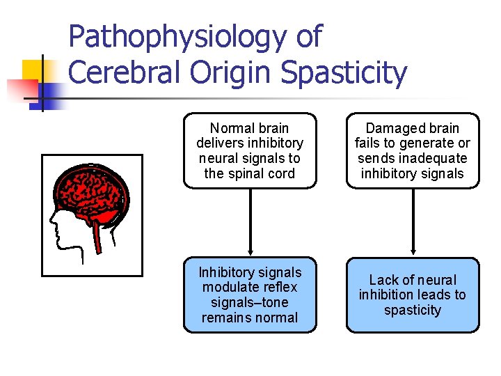 Pathophysiology of Cerebral Origin Spasticity Normal brain delivers inhibitory neural signals to the spinal