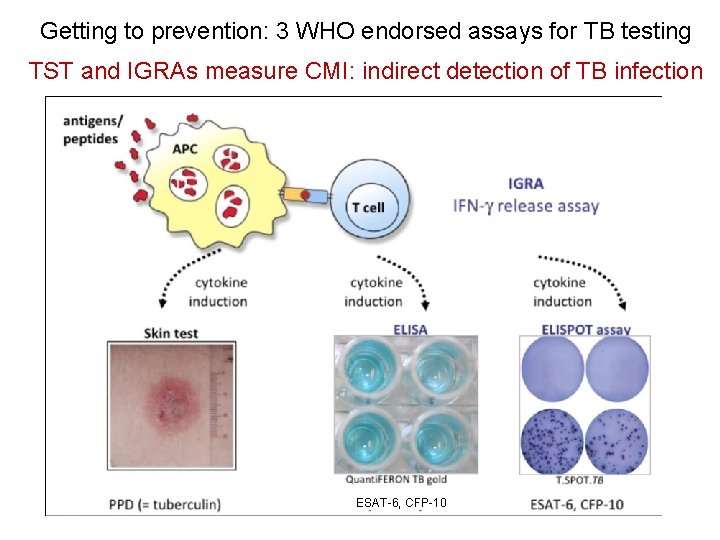 Getting to prevention: 3 WHO endorsed assays for TB testing TST and IGRAs measure
