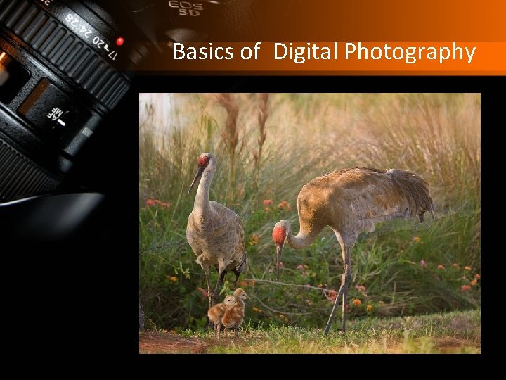 Basics of Digital Photography 