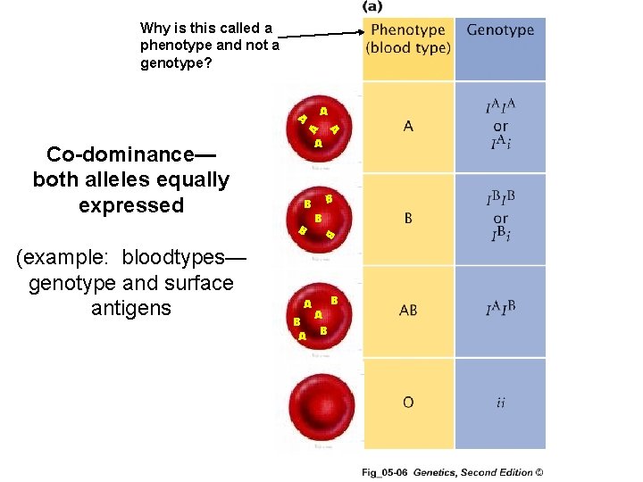 Why is this called a phenotype and not a genotype? Co-dominance— both alleles equally