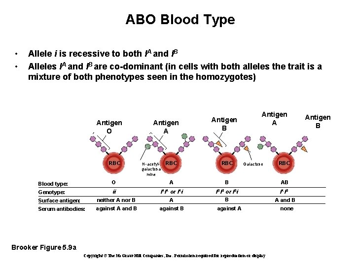 ABO Blood Type • • Allele i is recessive to both IA and IB