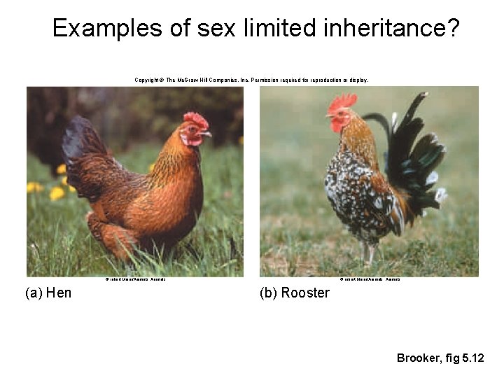 Examples of sex limited inheritance? Copyright © The Mc. Graw-Hill Companies, Inc. Permission required