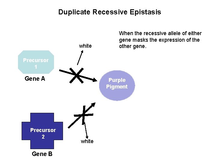 Duplicate Recessive Epistasis white When the recessive allele of either gene masks the expression