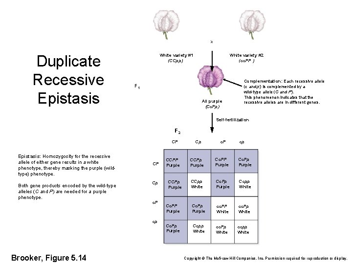 x Duplicate Recessive Epistasis White variety #1 (CCpp) White variety #2 (cc. PP )