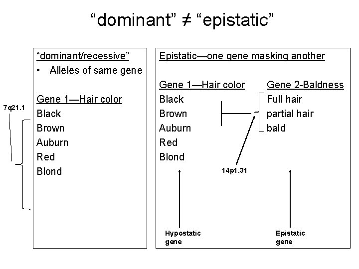 “dominant” ≠ “epistatic” “dominant/recessive” • Alleles of same gene 7 q 21. 1 Gene
