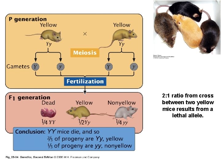 2: 1 ratio from cross between two yellow mice results from a lethal allele.