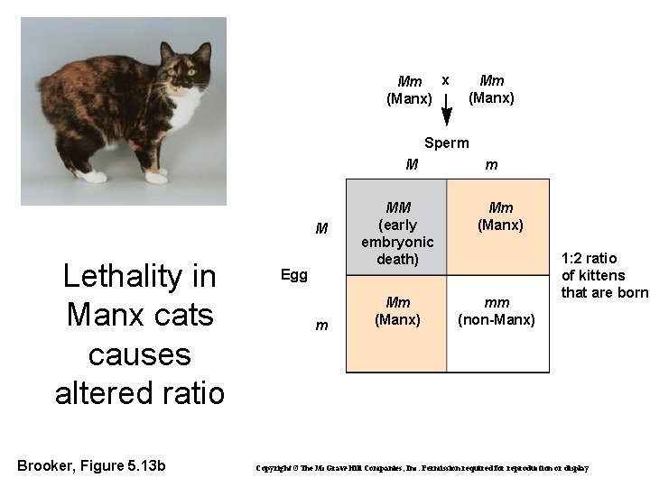 Mm x (Manx) Mm (Manx) Sperm M M Lethality in Manx cats causes altered