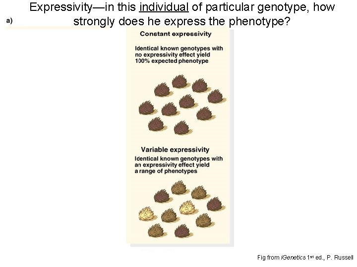 Expressivity—in this individual of particular genotype, how strongly does he express the phenotype? Fig