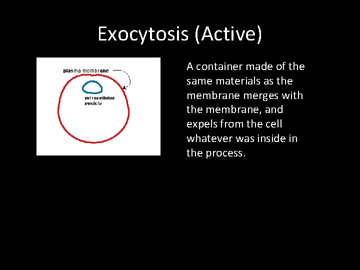 Exocytosis (Active) A container made of the same materials as the membrane merges with