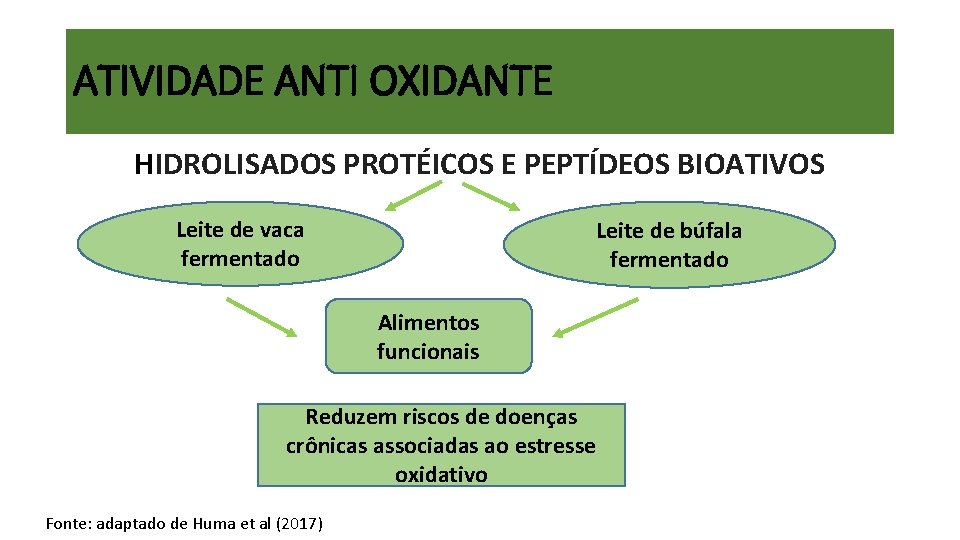 ATIVIDADE ANTI OXIDANTE HIDROLISADOS PROTÉICOS E PEPTÍDEOS BIOATIVOS Leite de vaca fermentado Leite de