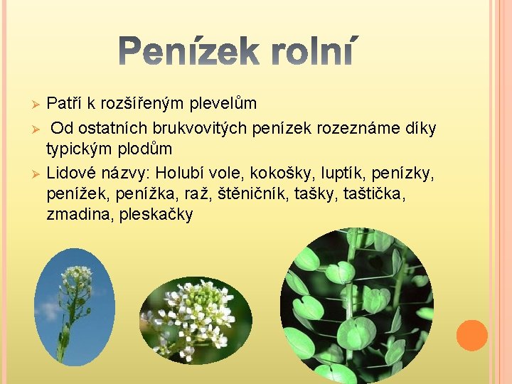 Ø Ø Ø Patří k rozšířeným plevelům Od ostatních brukvovitých penízek rozeznáme díky typickým