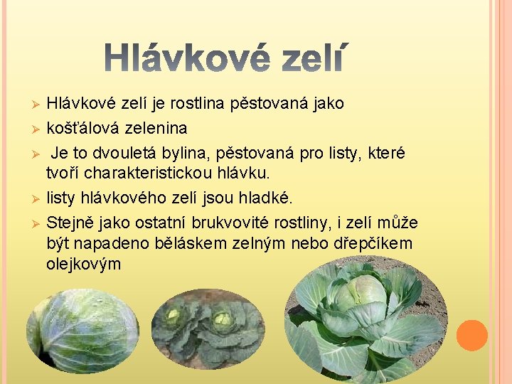 Ø Ø Ø Hlávkové zelí je rostlina pěstovaná jako košťálová zelenina Je to dvouletá