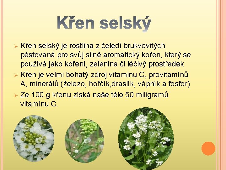 Ø Ø Ø Křen selský je rostlina z čeledi brukvovitých pěstovaná pro svůj silně