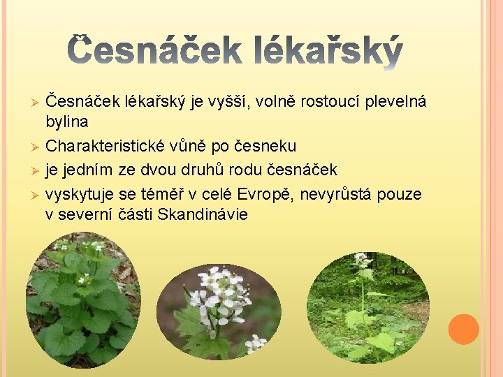 Ø Ø Česnáček lékařský je vyšší, volně rostoucí plevelná bylina Charakteristické vůně po česneku