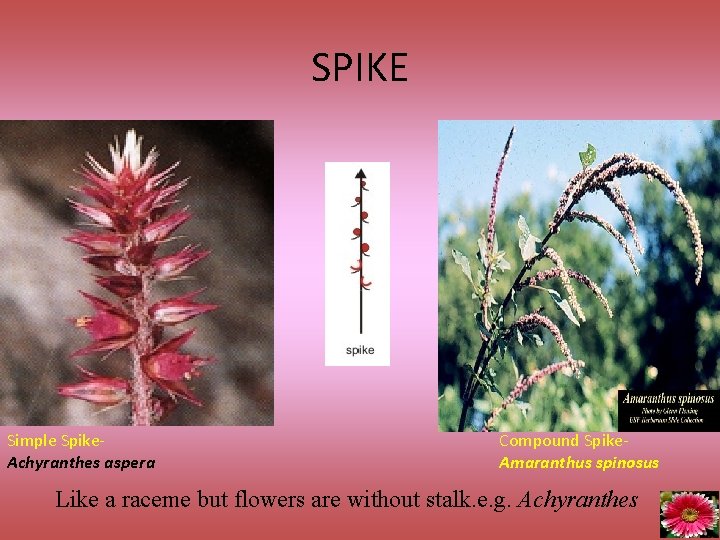 SPIKE Simple Spike. Achyranthes aspera Compound Spike. Amaranthus spinosus Like a raceme but flowers