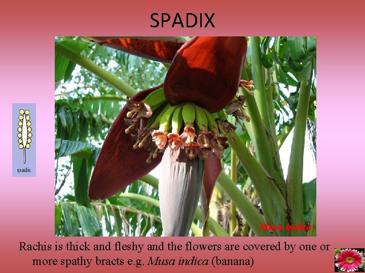 SPADIX Musa indica Rachis is thick and fleshy and the flowers are covered by