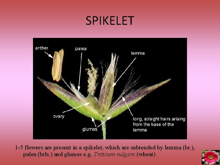 SPIKELET Triticum vulgare 1 -5 flowers are present in a spikelet, which are subtended