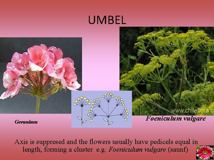 UMBEL Geranium Foeniculum vulgare Axis is suppresed and the flowers usually have pedicels equal