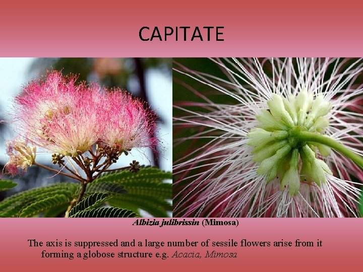 CAPITATE Albizia julibrissin (Mimosa) The axis is suppressed and a large number of sessile